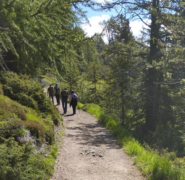 Il gruppo cammina tra gli alberi sulla strada della Val Venegia verso i monti