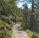 Il gruppo cammina tra gli alberi sulla strada della Val Venegia verso i monti